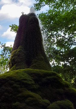 Der Wasserbaum von Ockensen